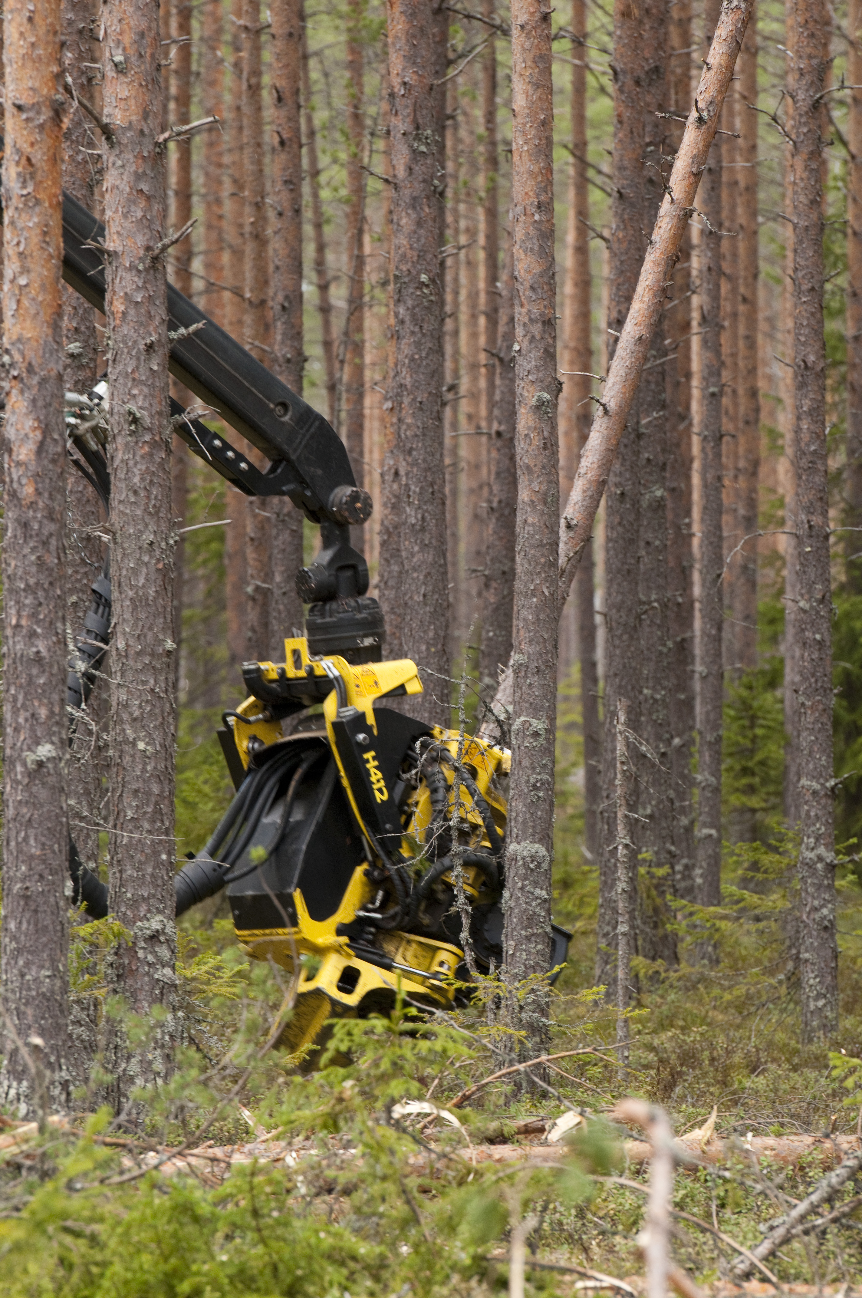 The thinnings and fellings in Jointly Owned Forests interest buyers. Photo: Saku Ruusila