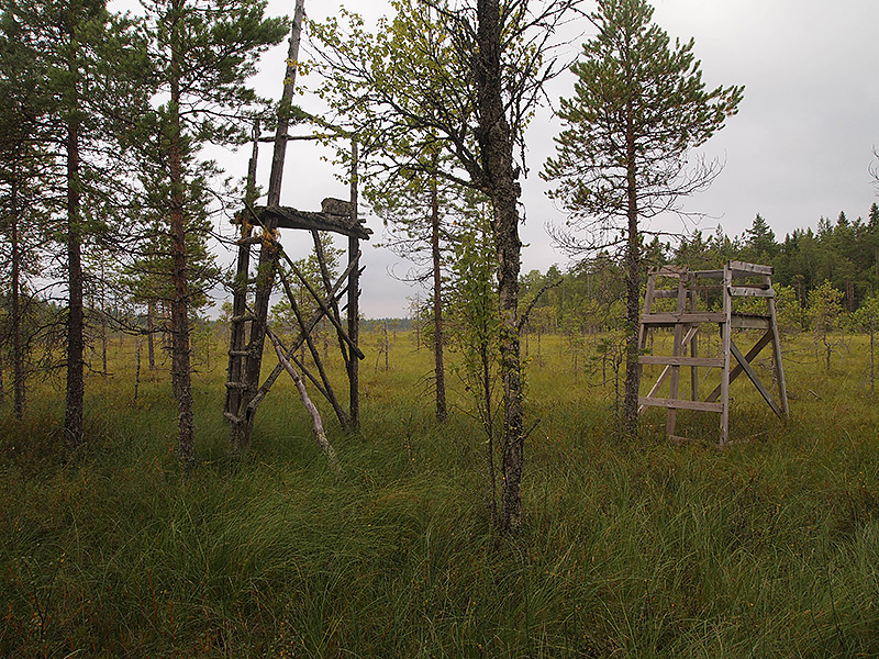 There are many traces of human activity in the Eskonneva mire. This dry islet, for example, serves as a place for a tower to hunt moose. The first tower already has been left to decay while the modern one has been built to replace it. Photo: Hannes Mäntyranta