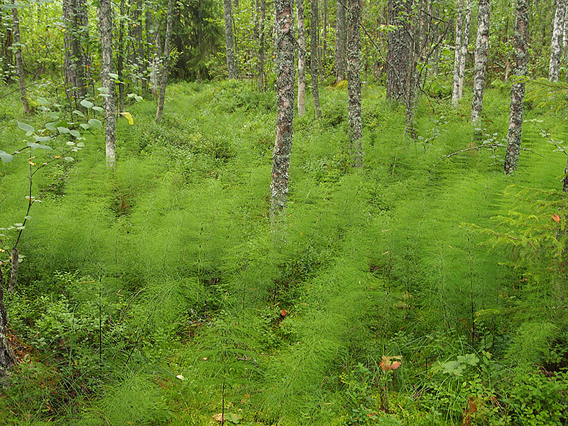 One type of spruce mires has been named after wood horsetail [Equisetum sylvaticum] which you can see growing here on the ground. This type of spruce mire may contain values both for nature protection and commercial forestry. Photo: Hannes Mäntyranta