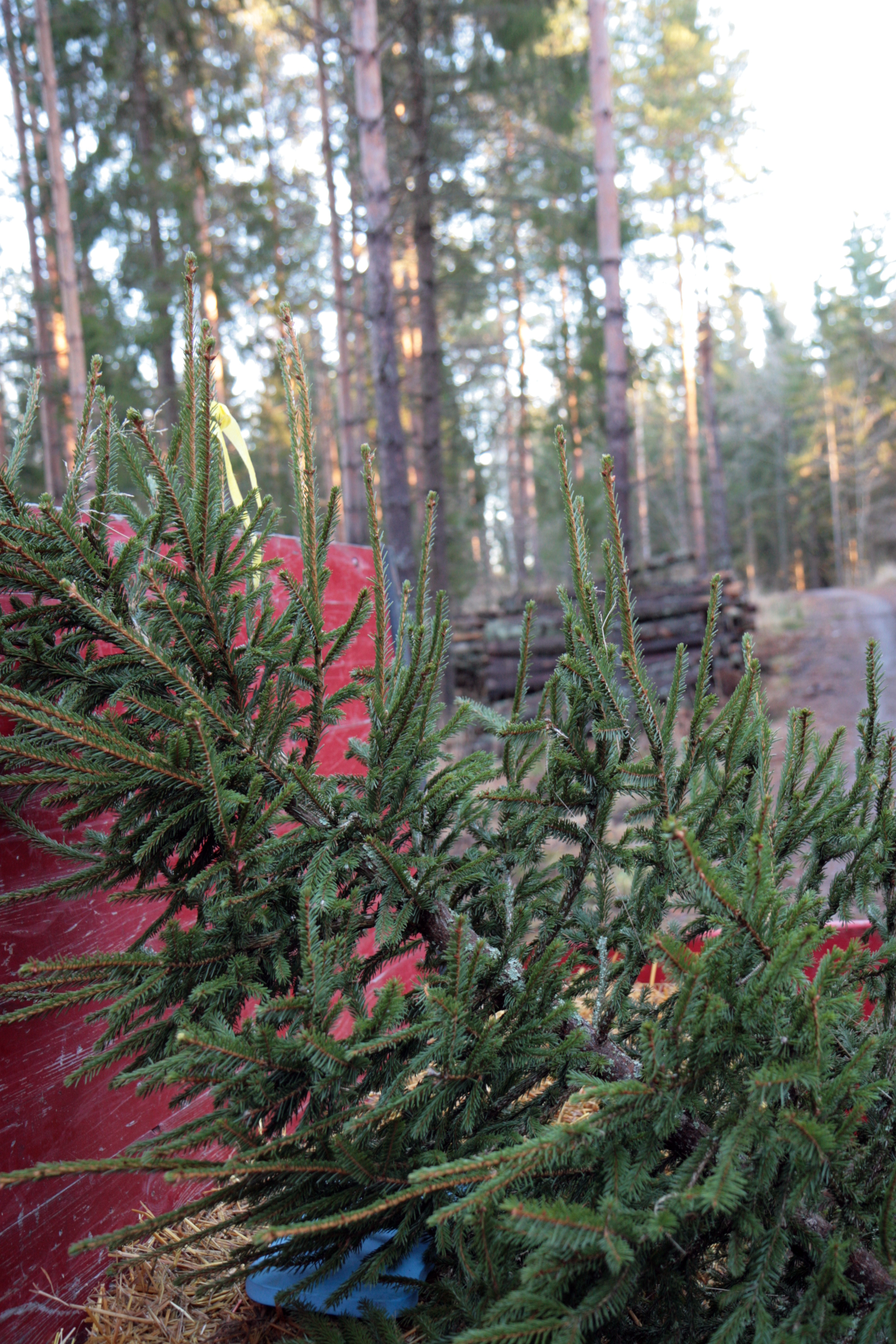 Joulukuusen haku Fiskarsissa. Kuva: Anna Kauppi