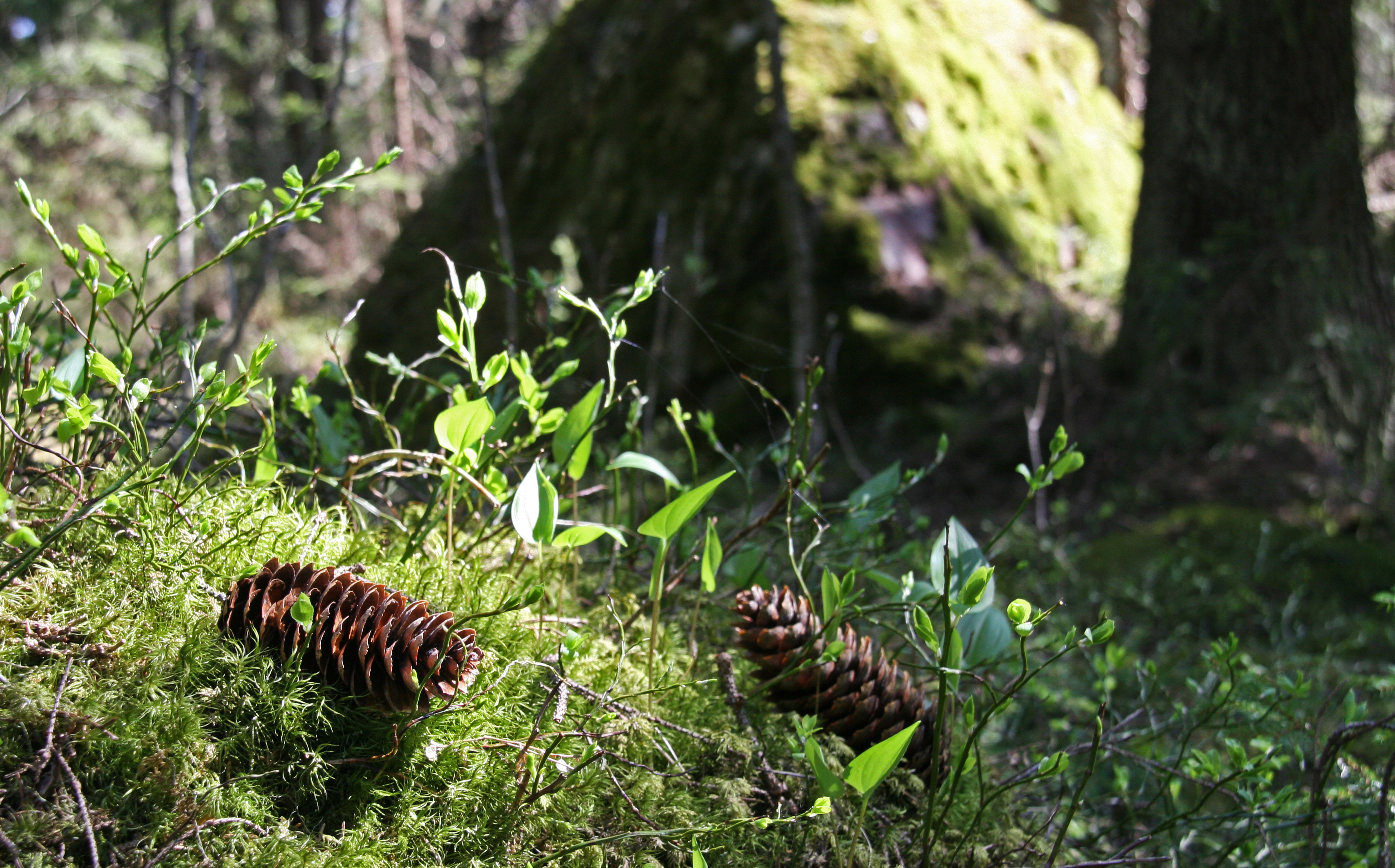 Spruce forest. Photo: Anna Kauppi