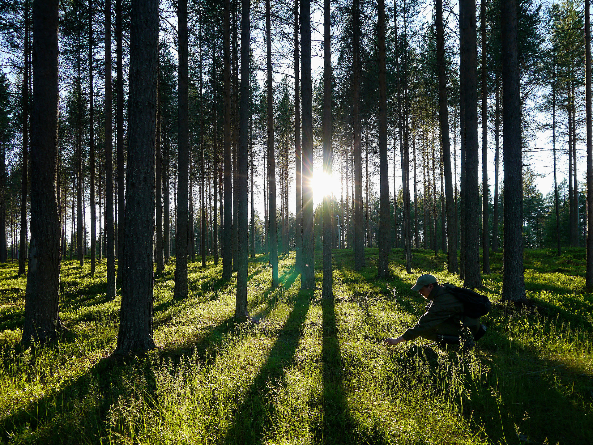 Kuusamolaista metsää. Kuva: Tarja Hoikkala/Visit Finland