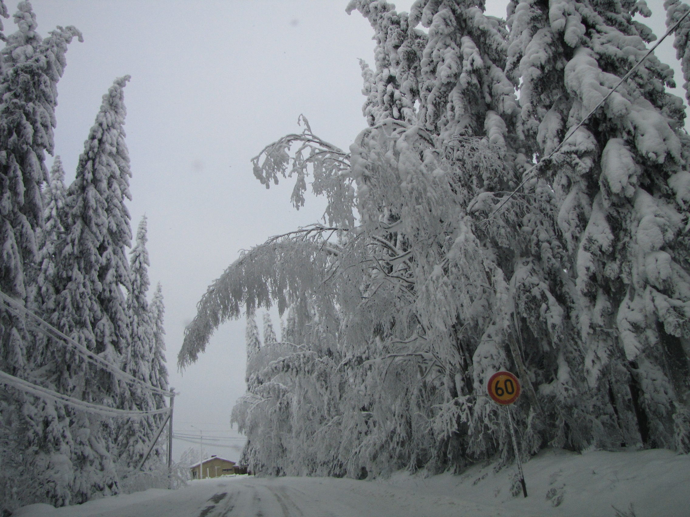 Birches bended over a road by snow load. Photo: Elenia