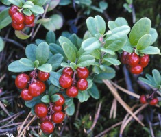 Lingonberries. Photo: Finnish Forest Association