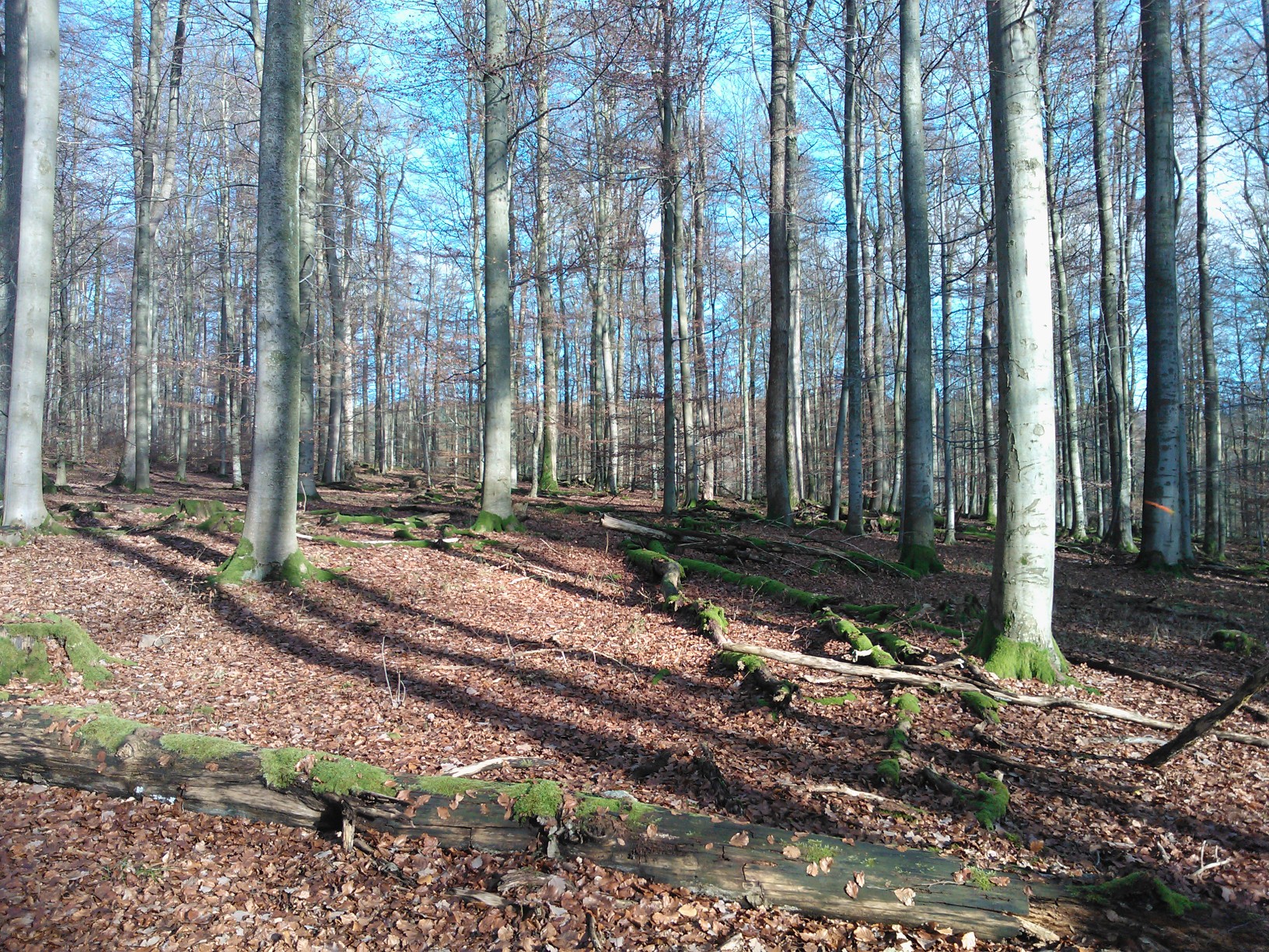 Mature beech forests in Germany offer a variety of ecosystem services, such as timber production and recreation options. Photo: Kai Lintunen