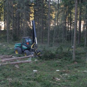 Avohakkuu. Kuva: Erkki Oksanen