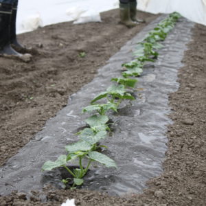 Biodegradable Agripap mulch film in cucumber cultivation. Photo: Sakari Savukoski, MTT