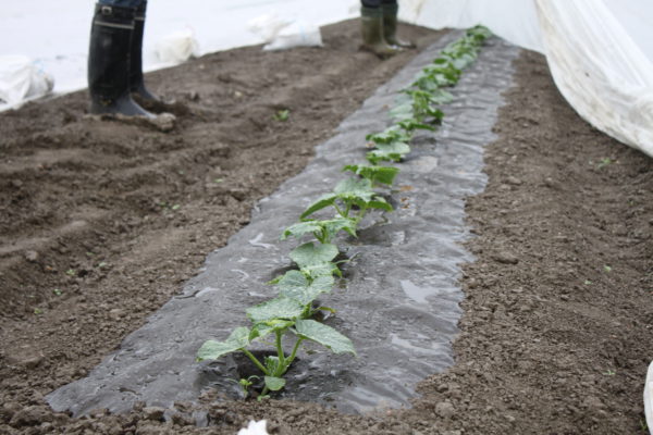 Biodegradable Agripap mulch film in cucumber cultivation. Photo: Sakari Savukoski, MTT