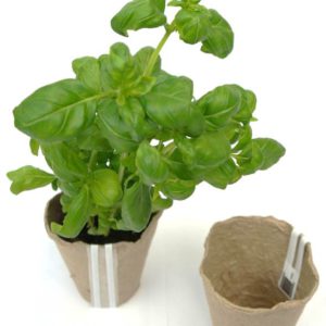 Tweeting biodegradable flowerpot. Photo: VTT