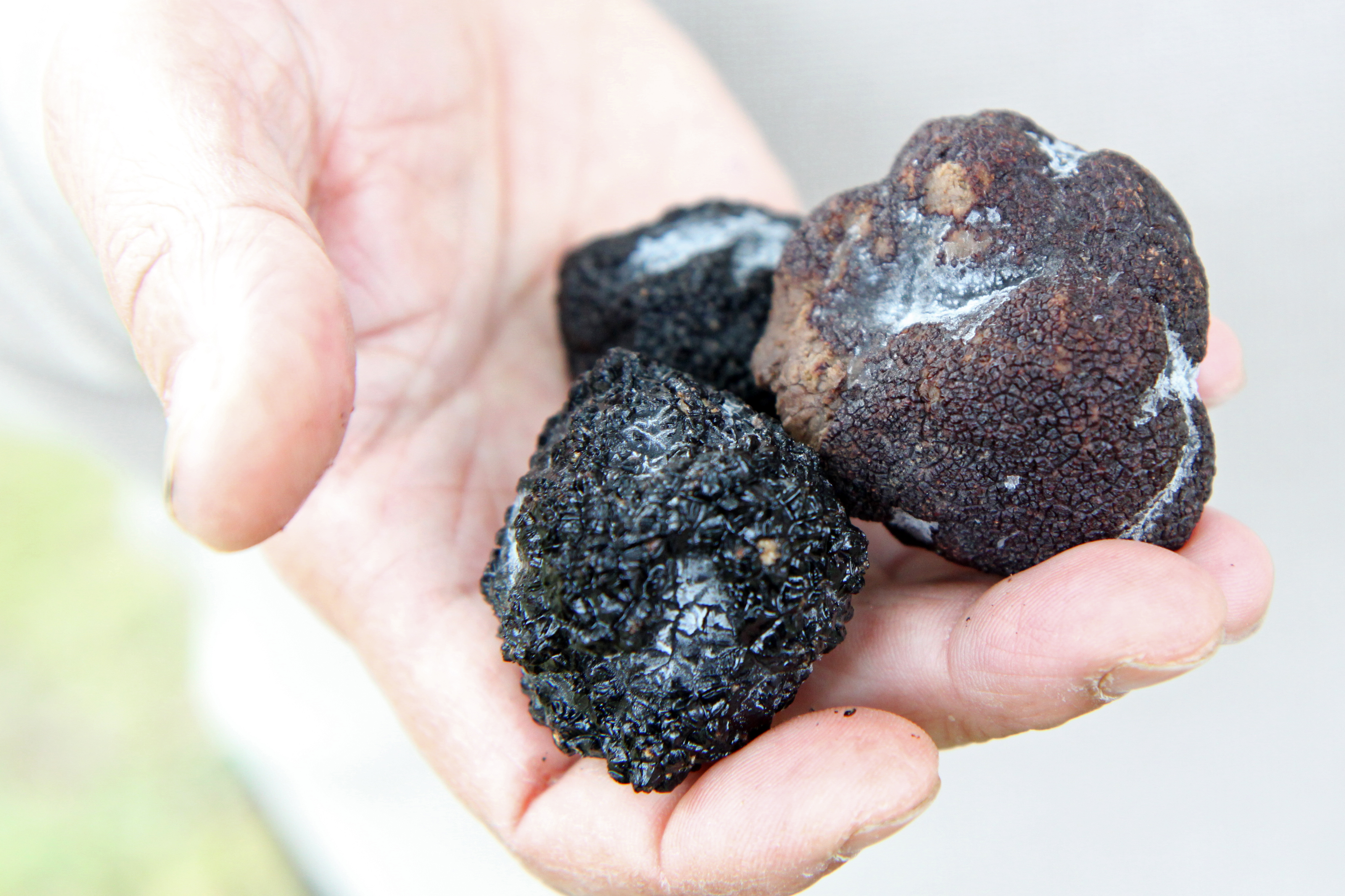Juvalla kasvatetaan kesätryffeleitä, joita kutsutaan myös mustiksi timanteiksi. kuva: Anna Kauppi