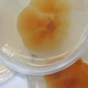 Kantarellilla on vielä matkaa koeolosuhteista viljelykseen. Kuva: Anna Kauppi