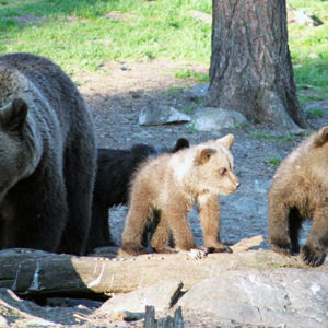 Karhuemo synnyttää 2‒4 vuoden välein. Pentueen koko on 2‒3 pentua, neljä on jo iso joukko. Tässä kaksi viime talvena syntynyttä pentua emonsa kanssa. Kuva: Hannes Mäntyranta