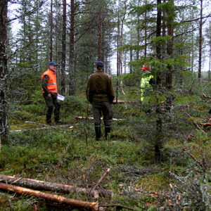 PEFC-sertifioinnin auditointia Rovaniemellä. Kuva: Krista Kimmo
