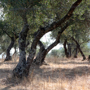 Oliiviviljelmä Espanjassa.