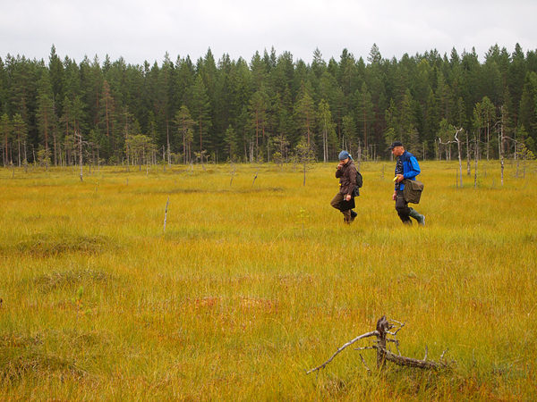 Eskonneva mire in Saarijärvi. Photo: Hannes Mäntyranta