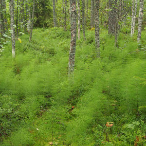 Esimerkki metsäisestä suotyypistä, joka periaatteessa voitaisiin suojella Metso-ohjelman mukaan. Kuva: Hannes Mäntyranta