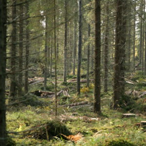 Harvennushakkuu. Kuva: Krista Kimmo