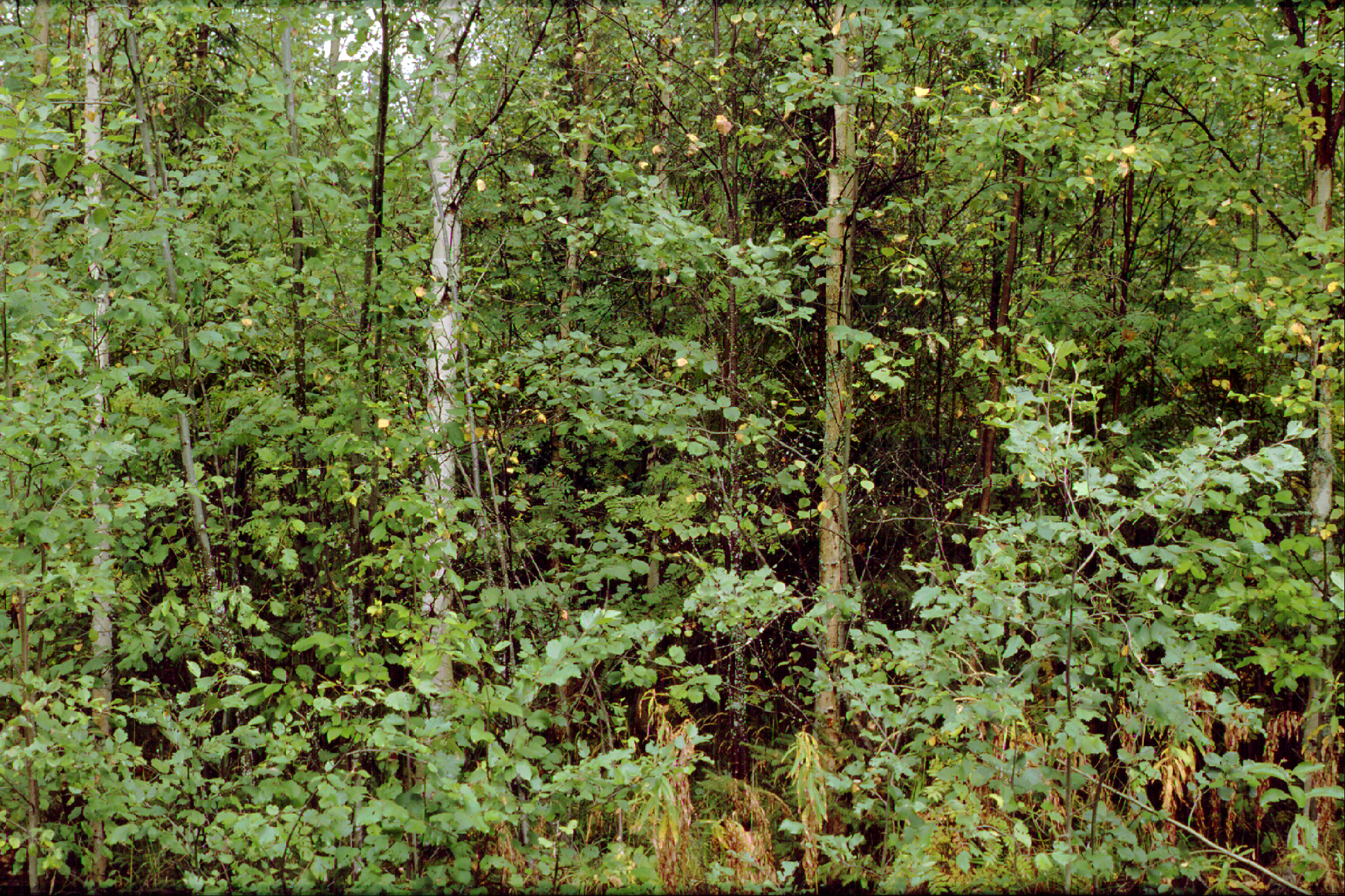 Dense young stands are considered less attractive especially by Finns, when compared to other nationalities, who often view such forests as normal and pleasant. Photo: Harri Silvennoinen