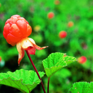 Poimintakypsä hilla. Kuva: Krista Kimmo