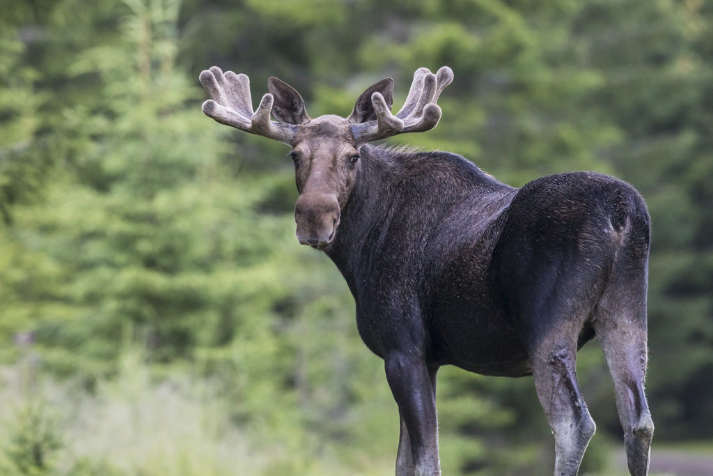 Elks love young seedlings Nature management helps both game and