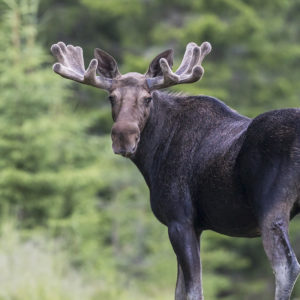 Kuva: SonjaTyrra, Vastavalo