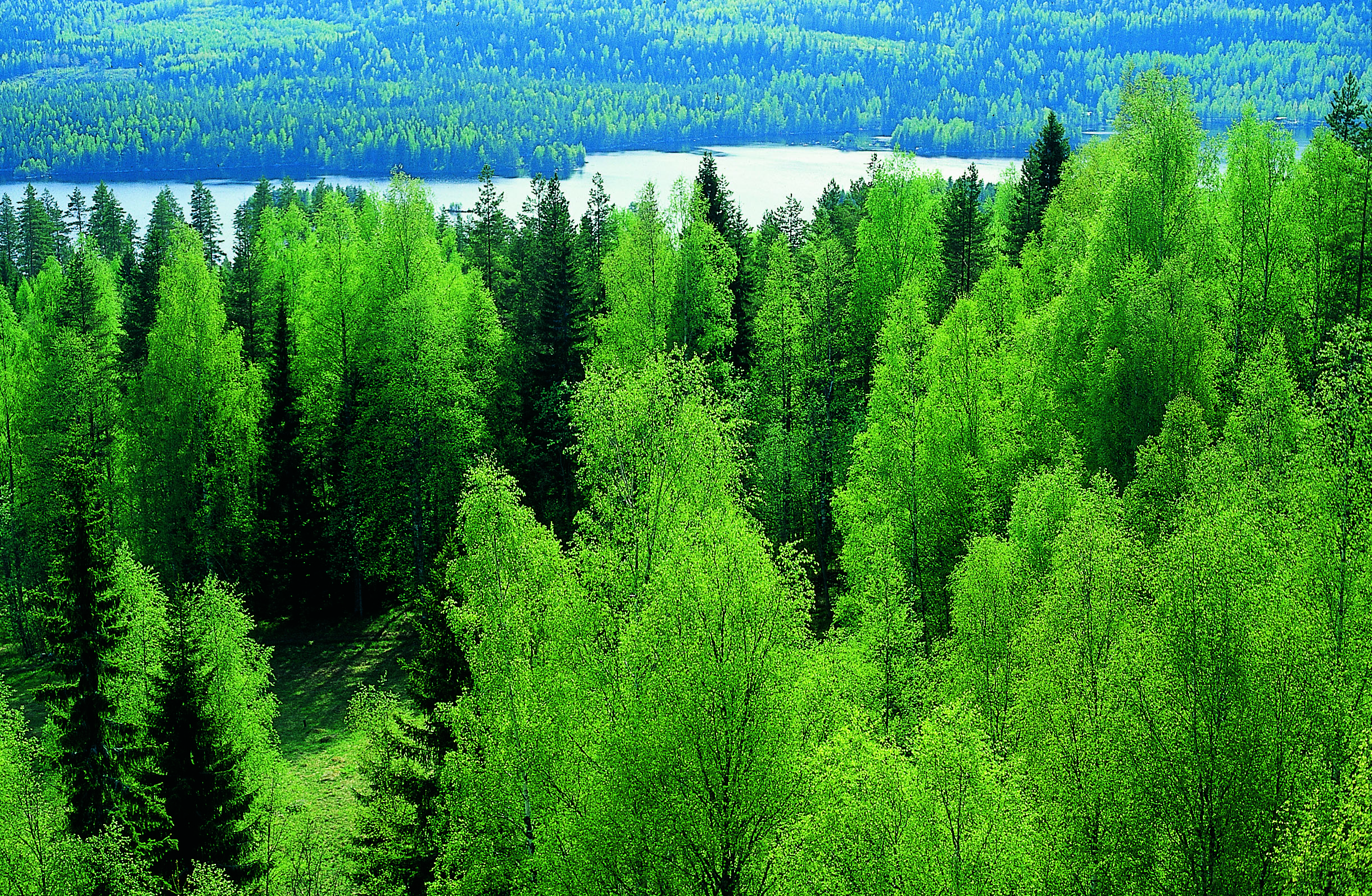 Широколиственные леса Финляндии