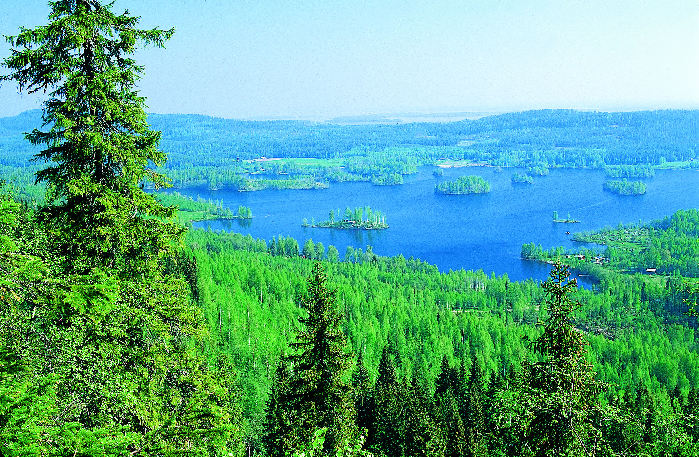 Леса Финляндии