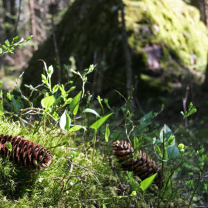 Käpymetsä. Kuva: Anna Kauppi