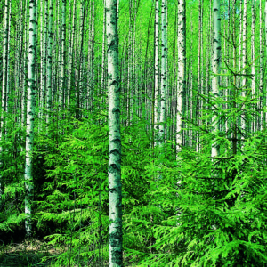 Koivikko kuusialikasvoksella. Kuva: Krista Kimmo