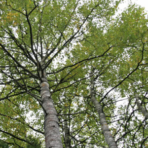 Haavanlehdet ovat liito-oravan lempiravintoa.