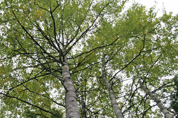 Haavanlehdet ovat liito-oravan lempiravintoa.