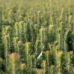 Spruce seedlings. Photo: Krista Kimmo