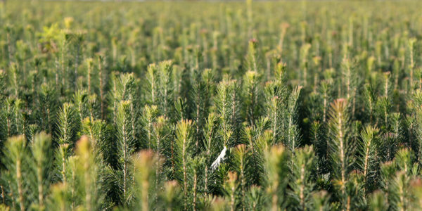 Spruce seedlings. Photo: Krista Kimmo