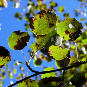 Syksyisiä haavanlehtiä. Kuva: Krista Kimmo