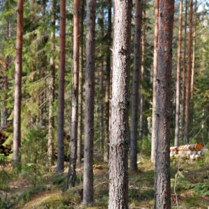 Harvennushakkuu. Kuva: Krista Kimmo