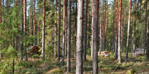 Harvennushakkuu. Kuva: Krista Kimmo