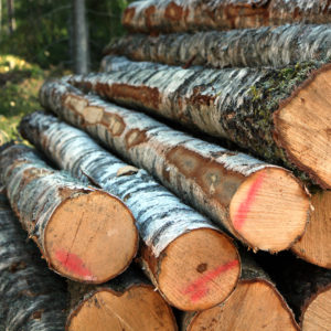 Birch logs. Photo: Krista Kimmo