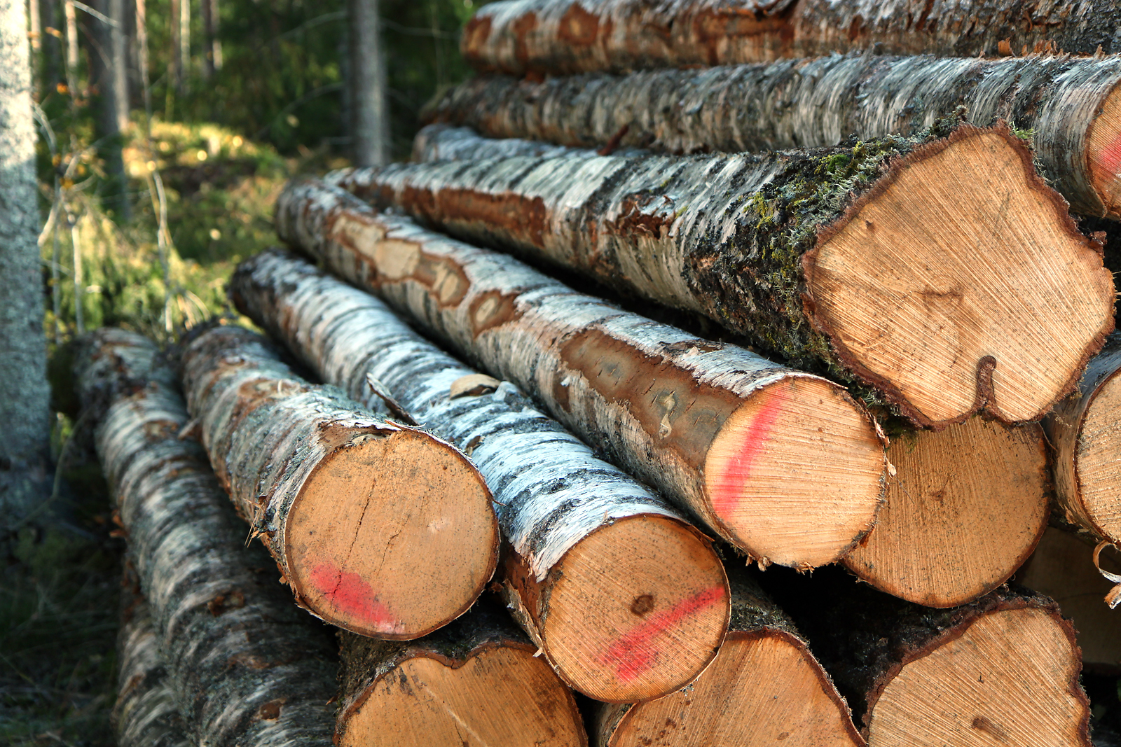 Birch logs. Photo: Krista Kimmo