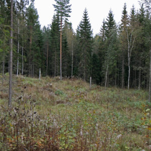 Pienaukkohakkuun jälkeä Vesijaolla. Kuva: Krista Kimmo