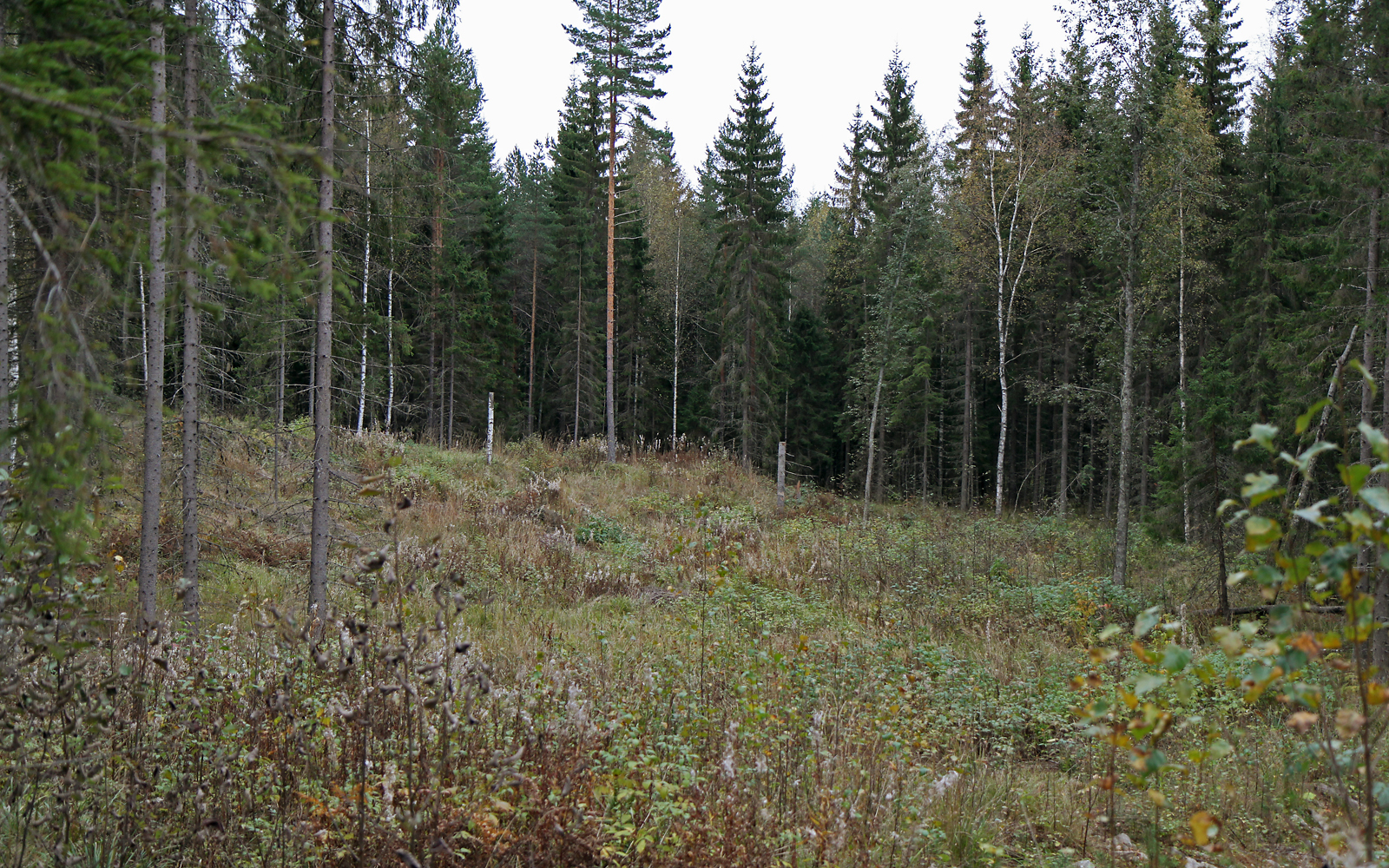 Forest after small-diameter logging in Vesijako in Central Finland. Photo: Krista Kimmo