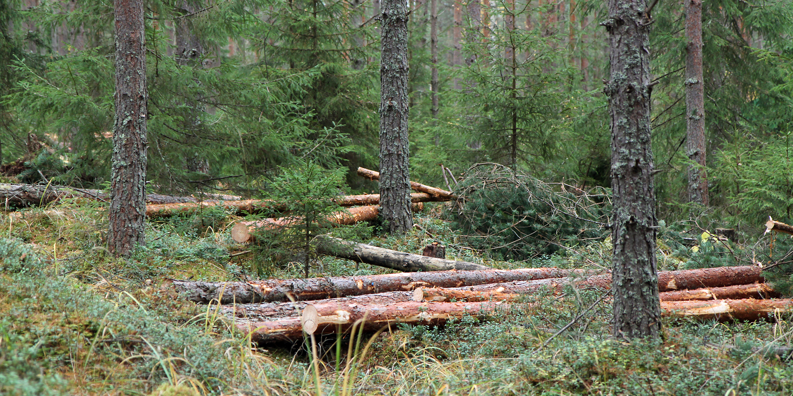 Jos Euroopan komission suunnitelma siirtyä jatkuvaan kasvatukseen kaikissa talousmetsissä toteutuu, se merkitsee suuria haasteita puunhankinnalle, mikäli hakkuukertymät halutaan pitää ennallaan