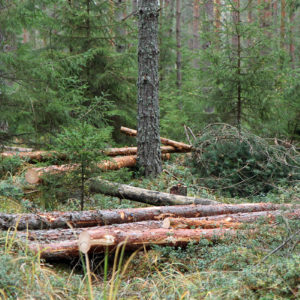 Harvennushakkuu. Kuva: Krista Kimmo