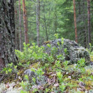 Metsähallituksen kulttuuriperintöinventoinnin kohde. Kuva: Anna Kauppi