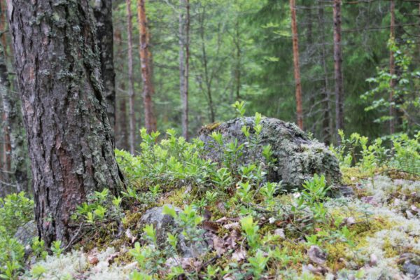 Metsähallituksen kulttuuriperintöinventoinnin kohde. Kuva: Anna Kauppi