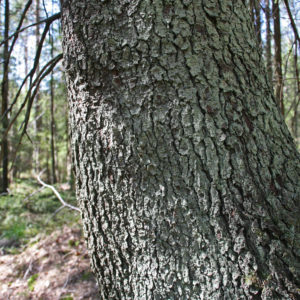 Kuusen runko. Kuva: Anna Kauppi