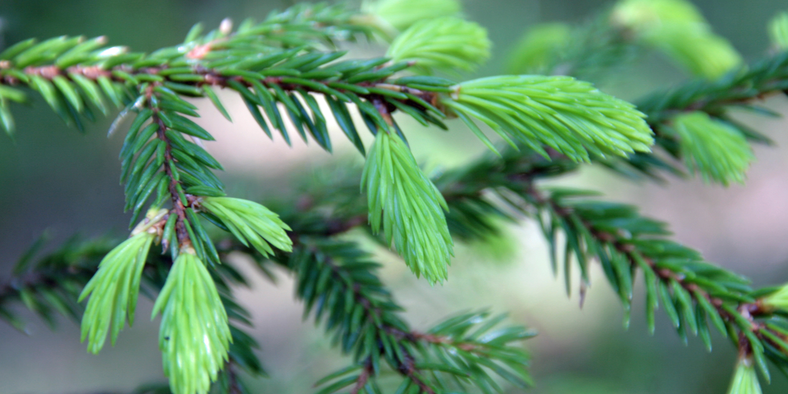 Finnish Climate Change Panel: Using forests also produces climate ...