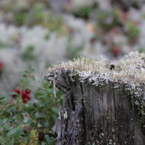 Laho kanto. Kuva: Anna Kauppi