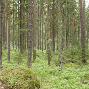 Kuva: Erkki Oksanen, Luke