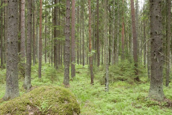Kuva: Erkki Oksanen, Luke