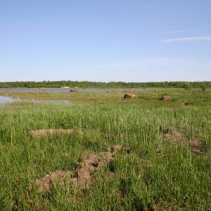 Maankohoamisrannikko. Kuva: Krista Kimmo